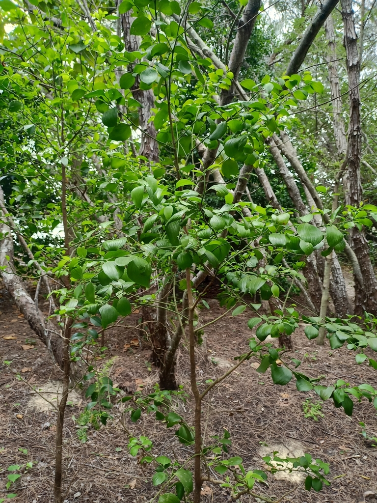 Broad Leaved Native Cherry from Twin Waters QLD 4564, Australia on May