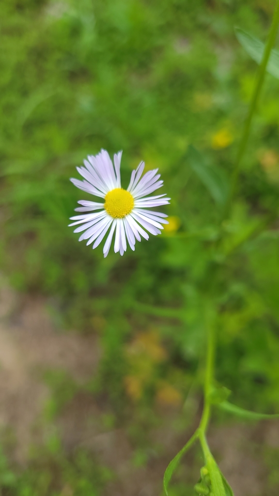 annual fleabane from Jonesburg, MO 63351, USA on May 26, 2022 at 1249