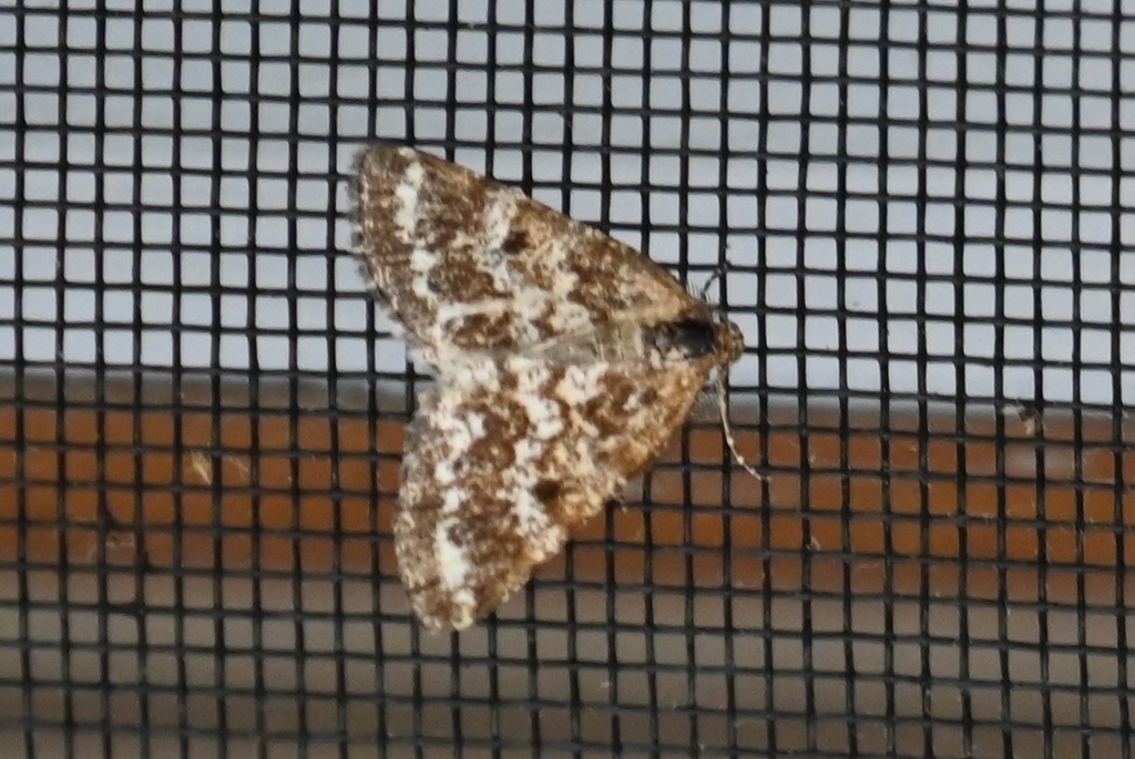 Powder Moth from Piscataquis County, ME, USA on June 05, 2022 at 1034 AM by jcochran2 · iNaturalist