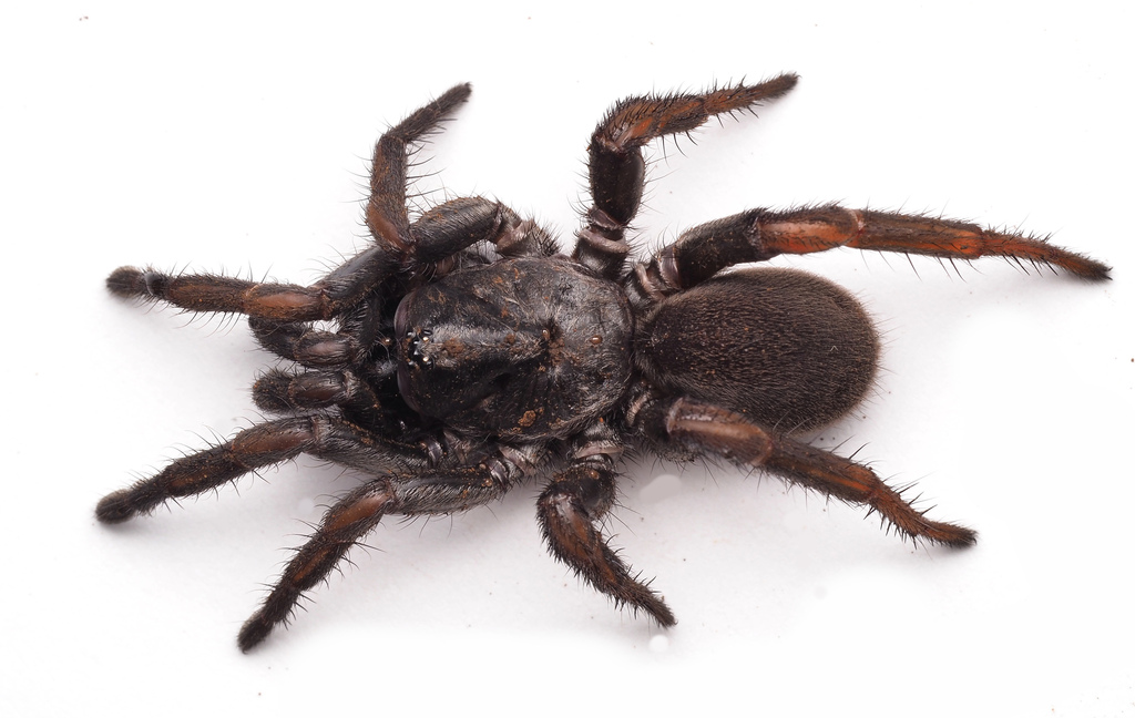 Brown Trapdoor Spiders from Toowoomba QLD, Australia on June 29, 2022