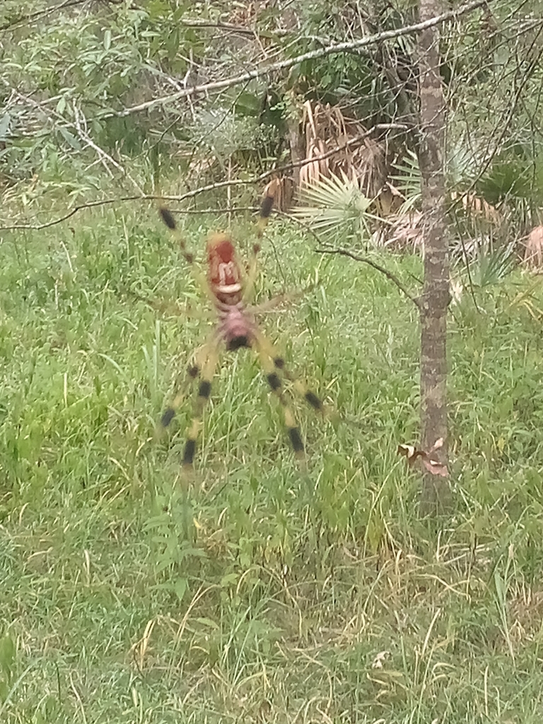 Golden Silk Spider from Houston, TX 77058, USA on June 29, 2022 at 09