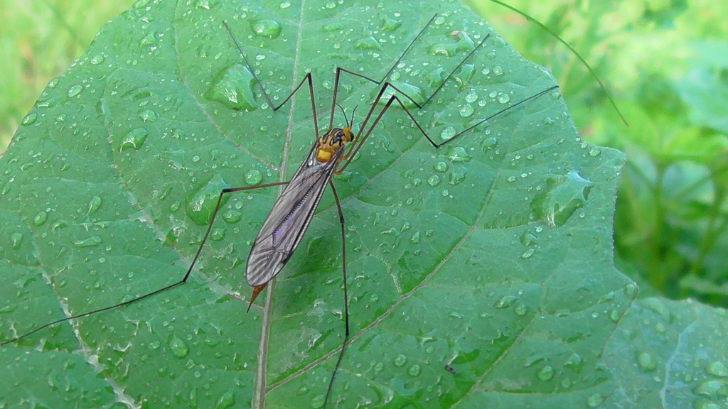 Australian Tiger Crane Fly from Watsonville QLD 4887, Australia on July