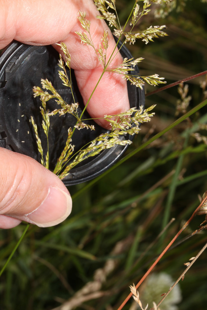 Creeping Bentgrass (Grasses of Berkshire, Buckinghamshire and