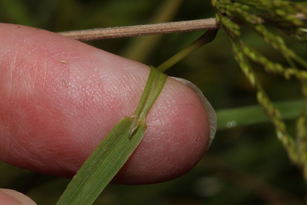 Creeping Bentgrass (Grasses of Berkshire, Buckinghamshire and