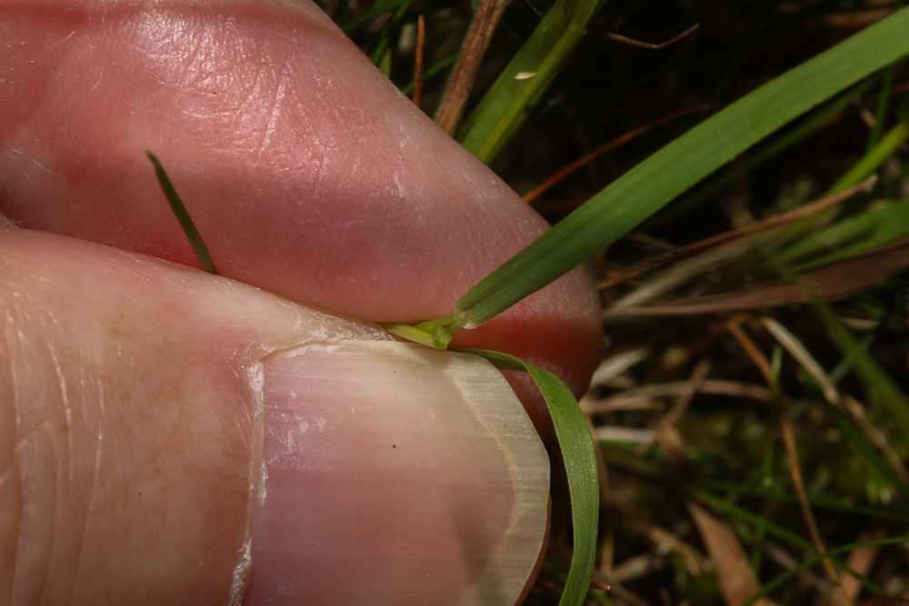 Common Bentgrass (Grasses of Berkshire, Buckinghamshire and