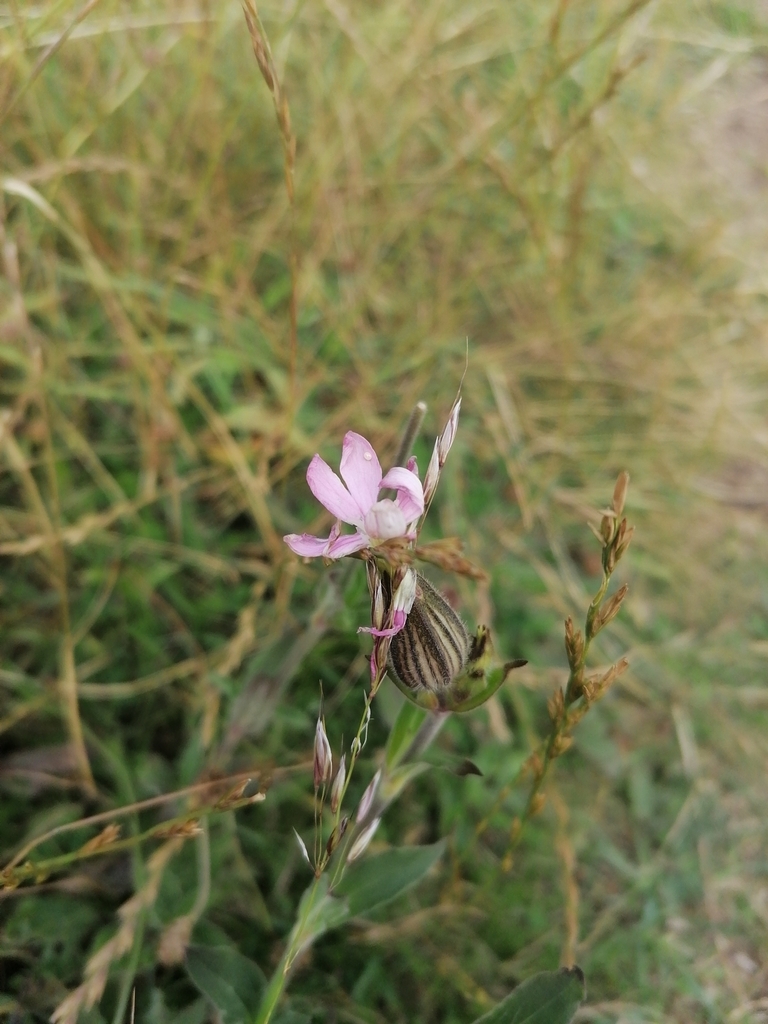 Catchflies from Eastfield, Erskine Road, Gullane EH31 2DQ, UK on July