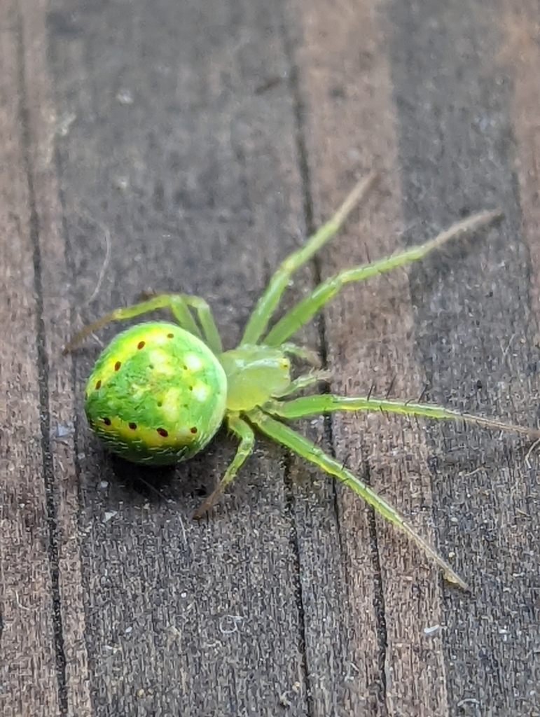 Redspotted Orbweaver from Tower City, PA 17980, USA on July 5, 2022 at