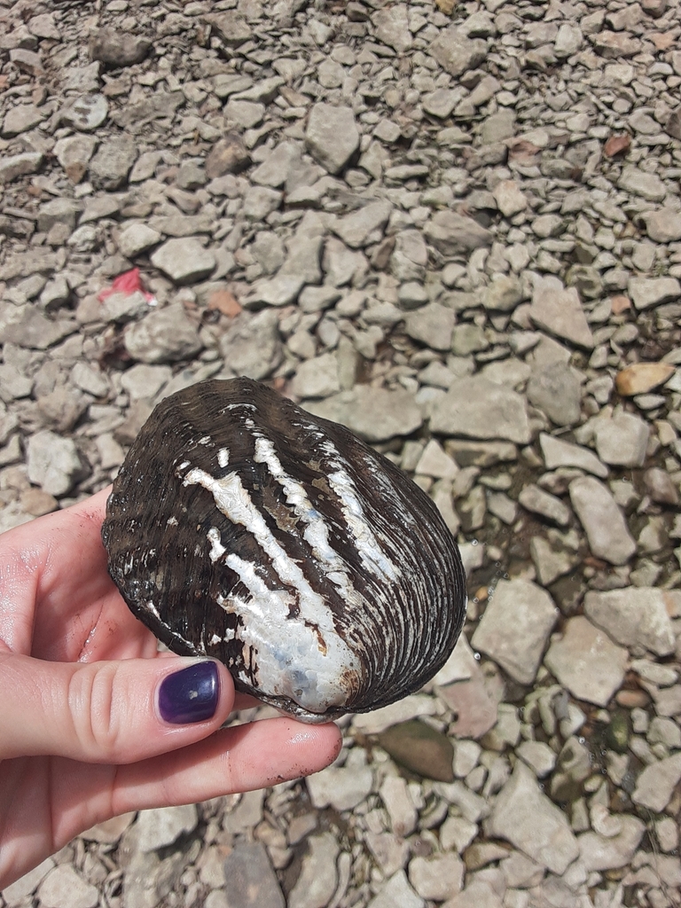 Threeridge Mussel from Mission Lake, Kansas City, MO, USA on July 06