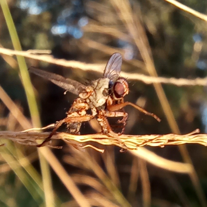 Brachyceran Flies from Pipe Band Hall, Limestone Park Selwyn Edwards Drive, Ipswich QLD 4305