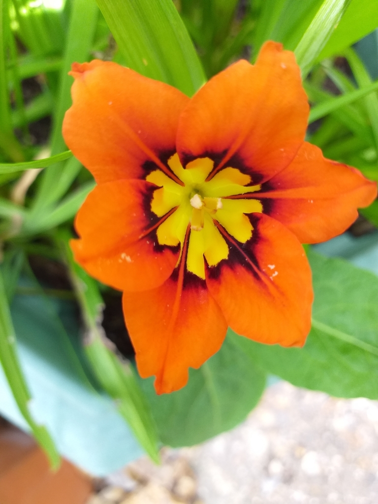 Harlequin flower from Oakley, Wimborne BH21, UK on July 13, 2022 at 03