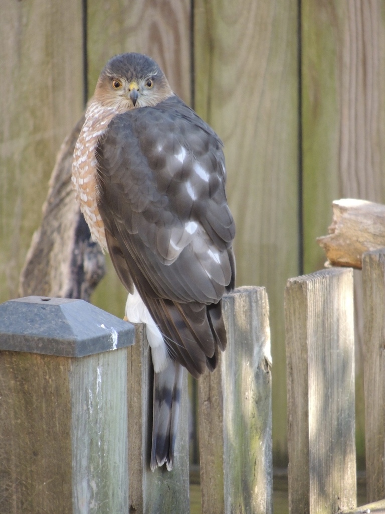 Sharpshinned Hawk from Arlington Forest, Arlington, VA, USA on January 21, 2019 at 1258 PM by