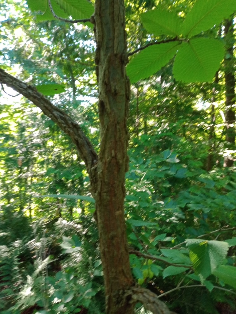 rock elm from Jamesville, NY 13078, USA on July 20, 2022 at 0935 AM by