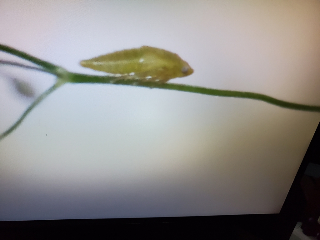 True Bugs, Hoppers, Aphids, and allies from Saint Elmo on July 23, 2022