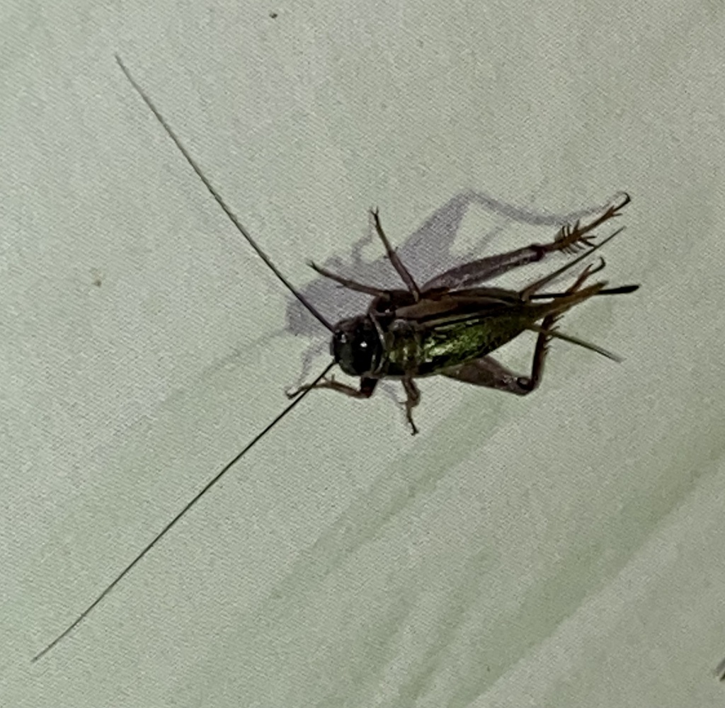 Small Ground Crickets from 1770 Holford Rd, Garland, TX 75044, USA on