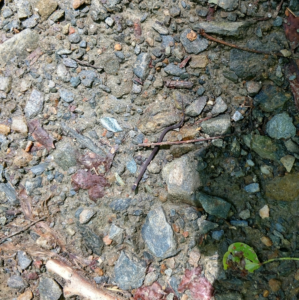 Northern Redbelly Snake from 1792 Pilot Knob Park Rd, Pinnacle, NC