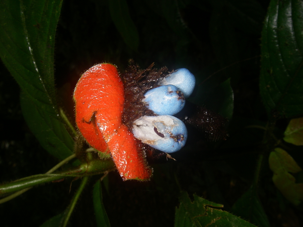 soremouth bush from Coope San, Juan, Provincia de Alajuela, Aguas