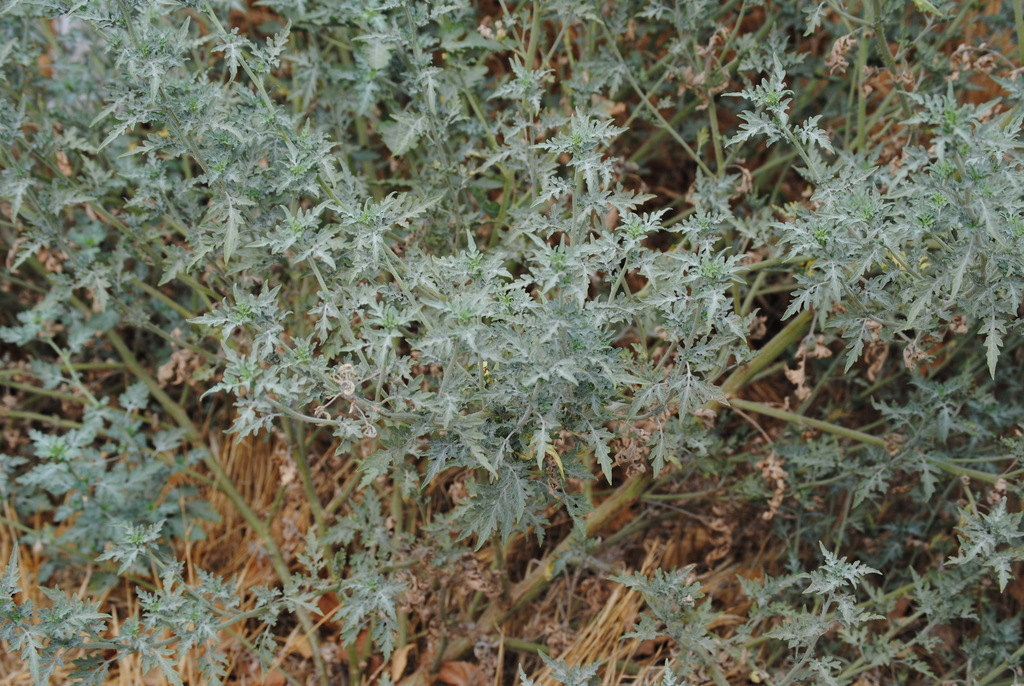 plants from Kern County, CA, USA on August 05, 2022 at 0613 PM by