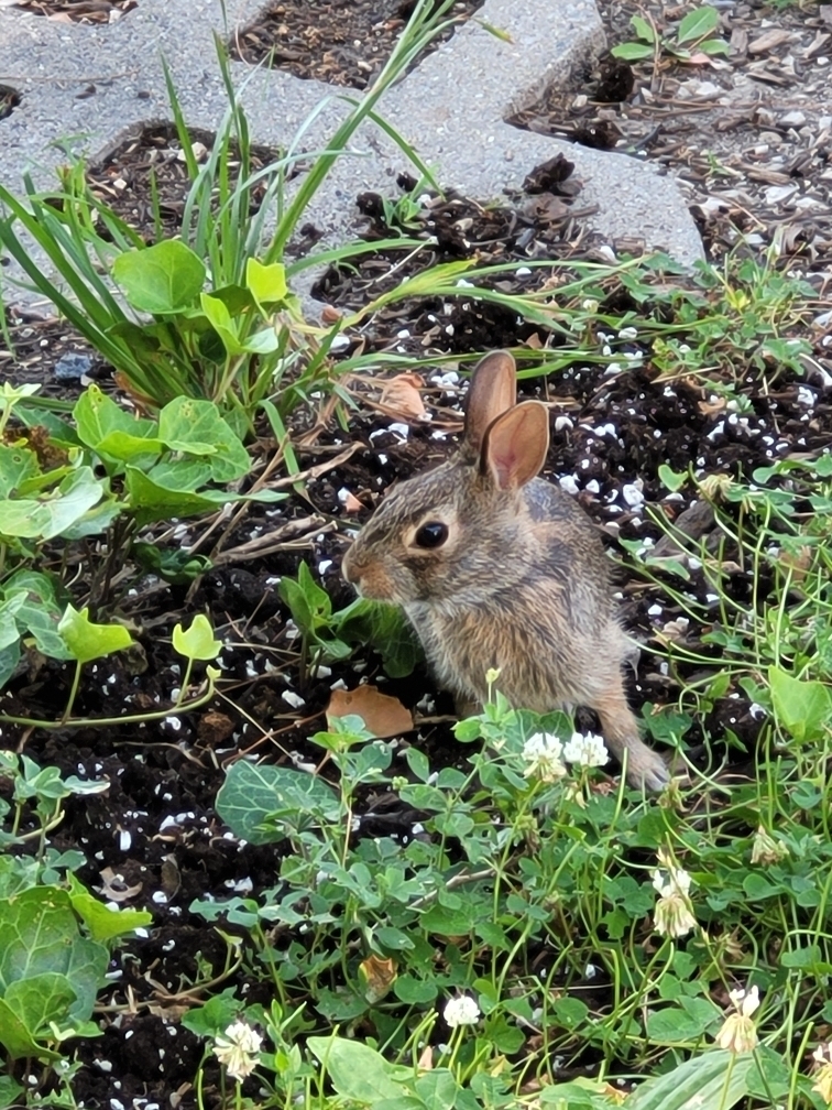 Cottontail Rabbits from Coleman Highlands, Kansas City, MO 64111, USA