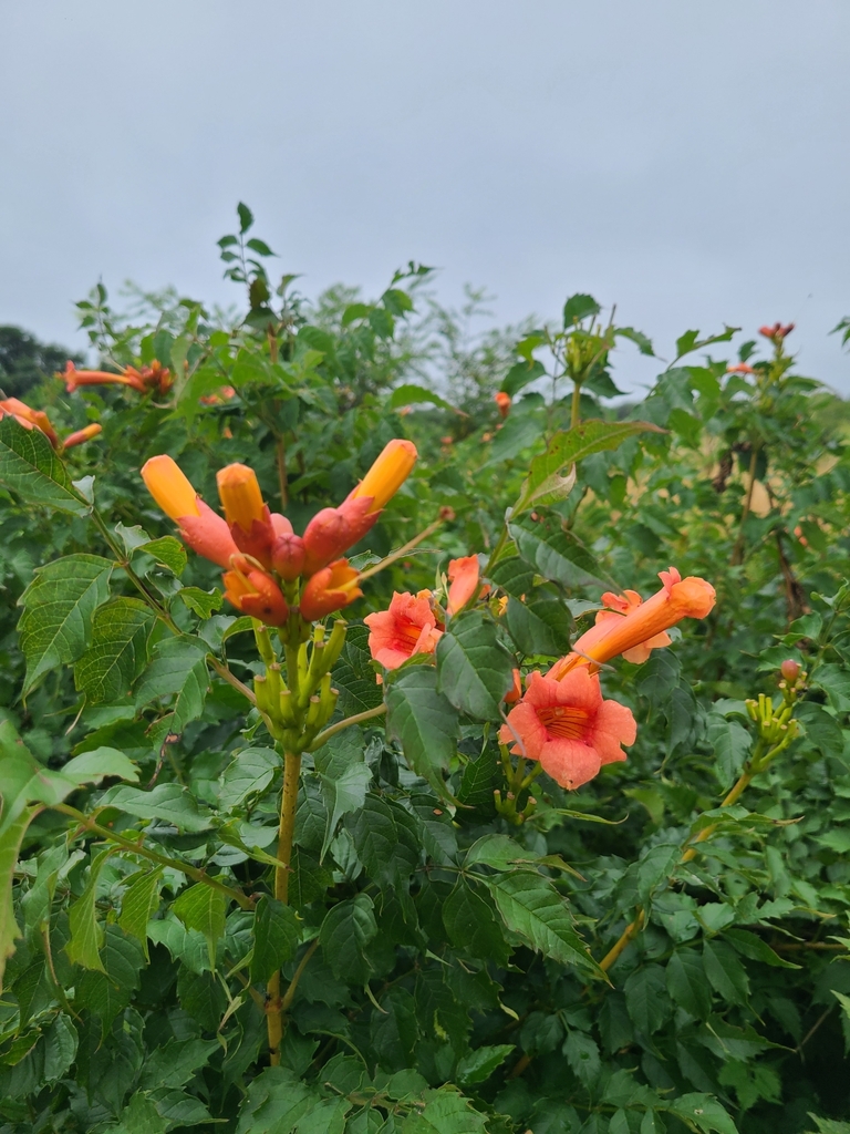 American trumpet vine from Eastham, MA 02642, USA on August 12, 2022 at 1105 AM by Grace Ray