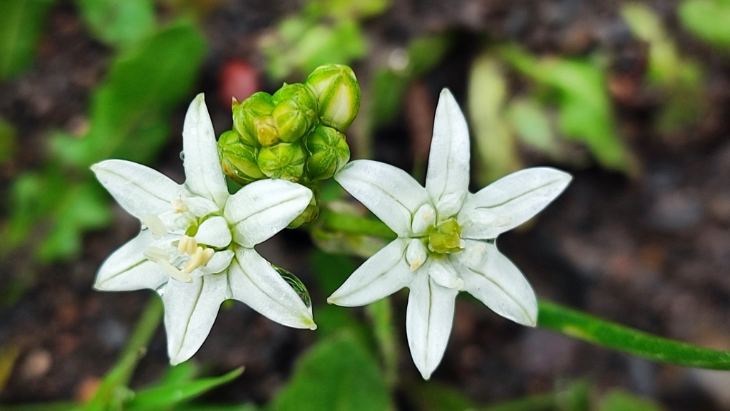 agaves, orchids, irises, and allies from Peralillo, O'Higgins, Chile on