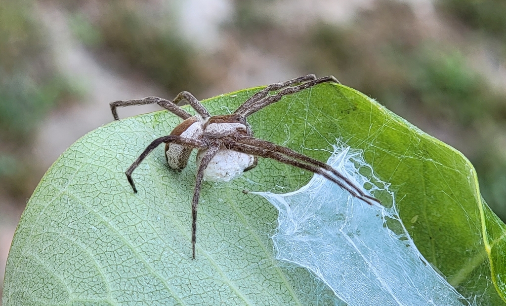 American Nursery  Spider from Toronto, ON M3C 3L7, Canada on August
