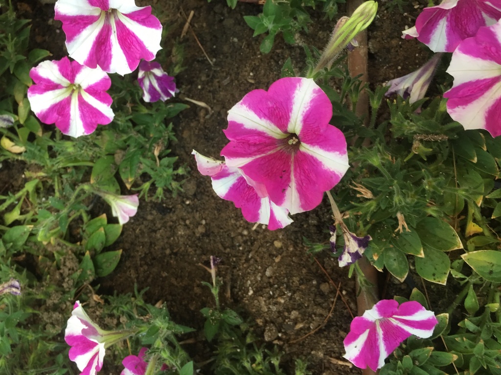 petunias from Downtown Core, Singapore on August 10, 2019 at 0946 AM by Ruby and Sapphire