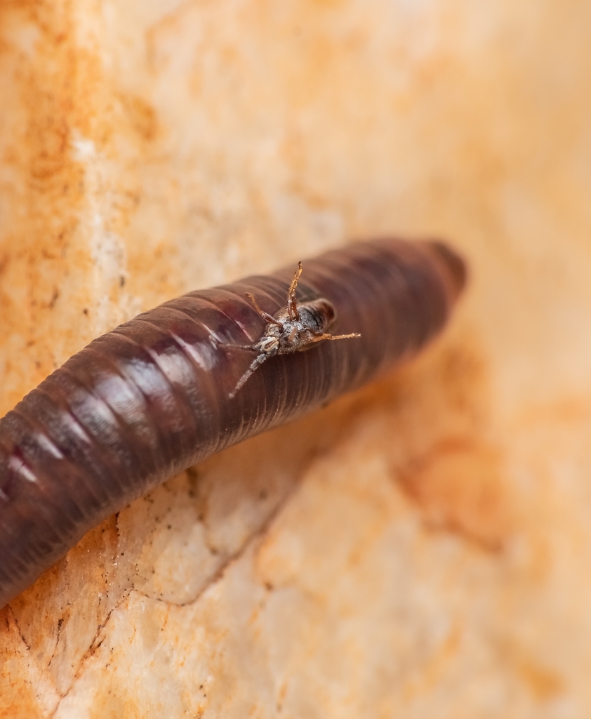 True Bugs, Hoppers, Aphids, and allies from Erode on August 24, 2022 at