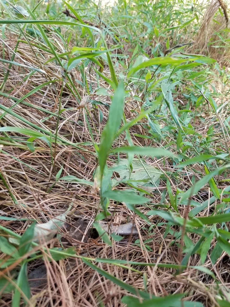 plants from Greenville, SC 29605, USA on August 29, 2022 at 0309 PM by