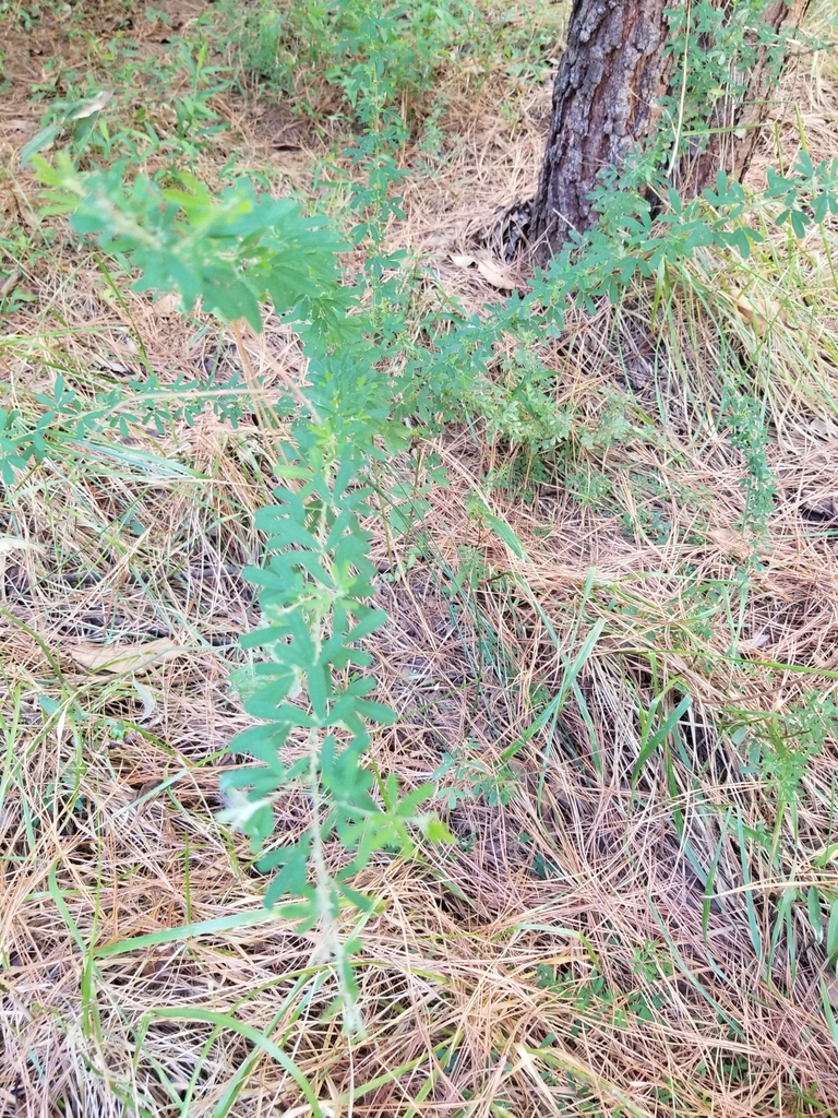 plants from Greenville, SC 29605, USA on August 29, 2022 at 0313 PM by