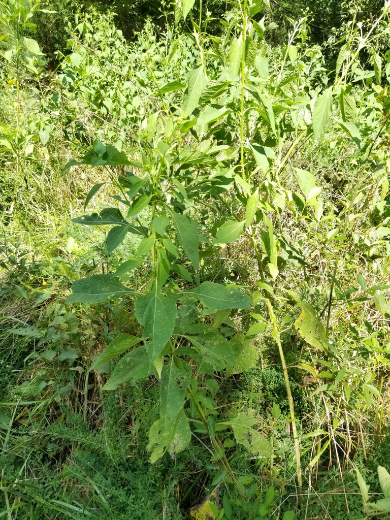 plants from Greenville, SC 29605, USA on August 29, 2022 at 0314 PM by