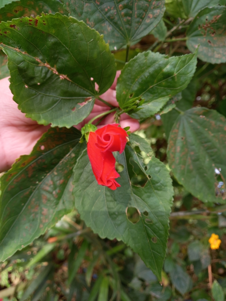 hibiscuses from 3WXV+5G6, Tagaytay, Cavite, Philippines on August 29