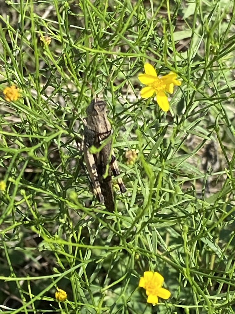 Plains Yellowwinged from 1770 Holford Rd, Garland, TX