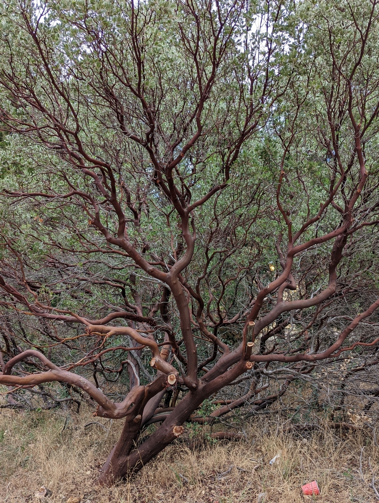 pointleaf manzanita from Julian, CA 92036, USA on September 08, 2022 at