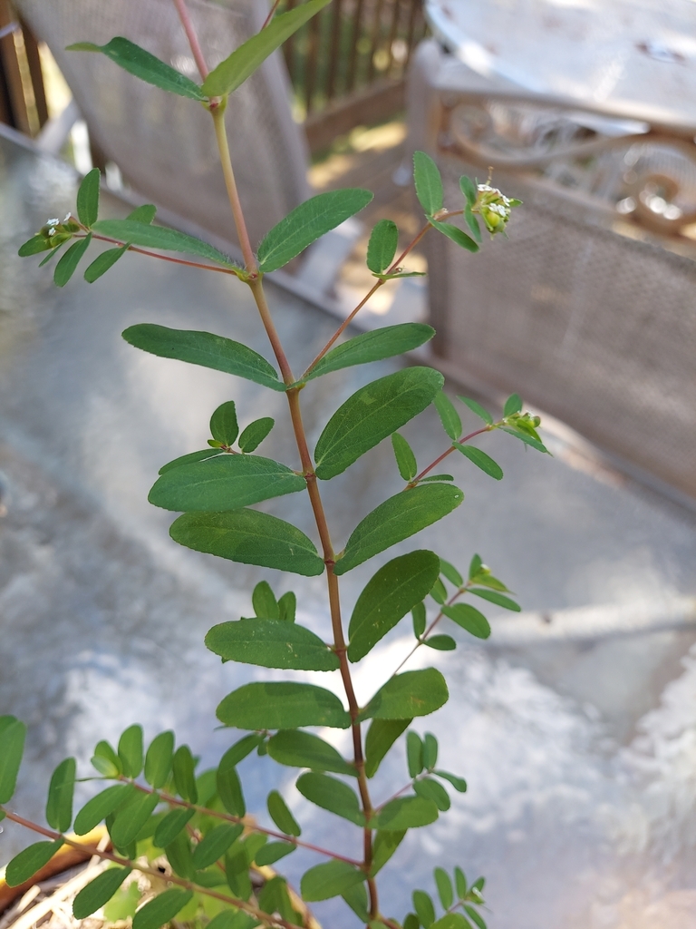 nodding spurge from Prairie PointWildberry, Kansas City, MO, USA on