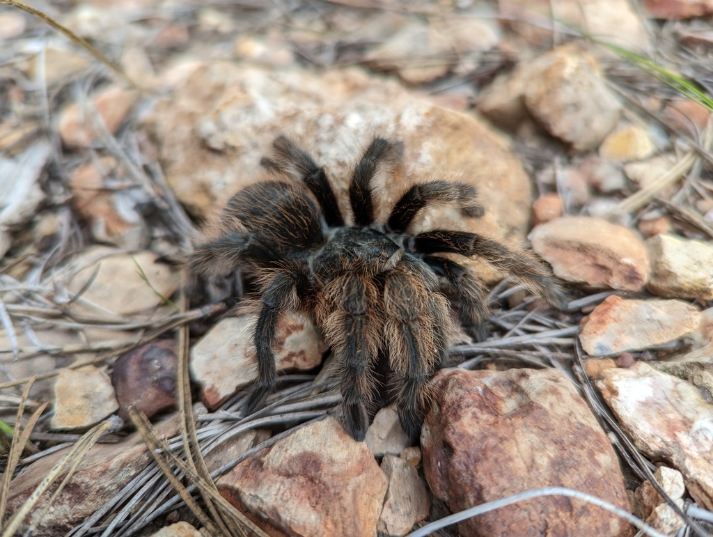 Grand Canyon Black Tarantula from Flagstaff, AZ 86024, USA on September