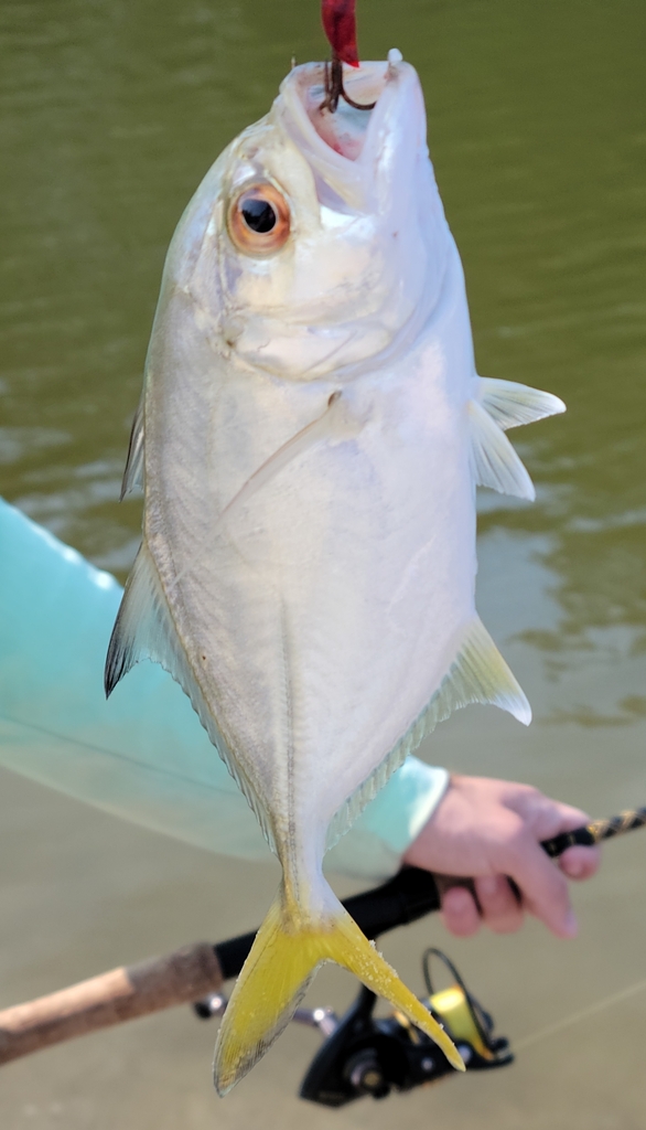 Horseeye Jack from Virginia Beach, VA 23451, USA on September 17, 2022