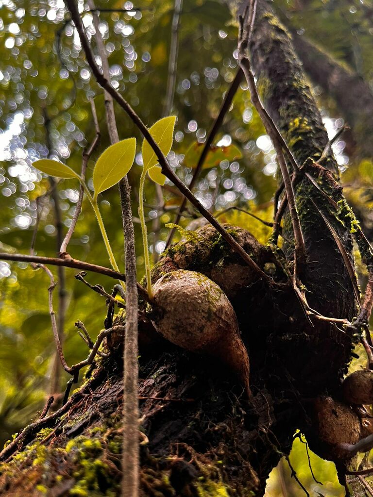 Neotropical Blueberry from Facatativá, Cundinamarca, Colombia on
