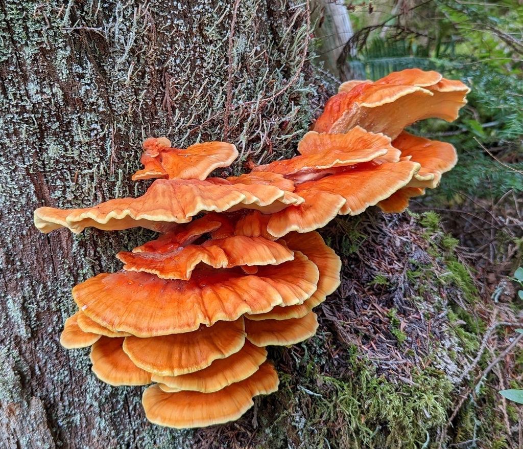 Conifer Chicken of the Woods from Shawnigan Lake, BC V0R 2W0, Canada on