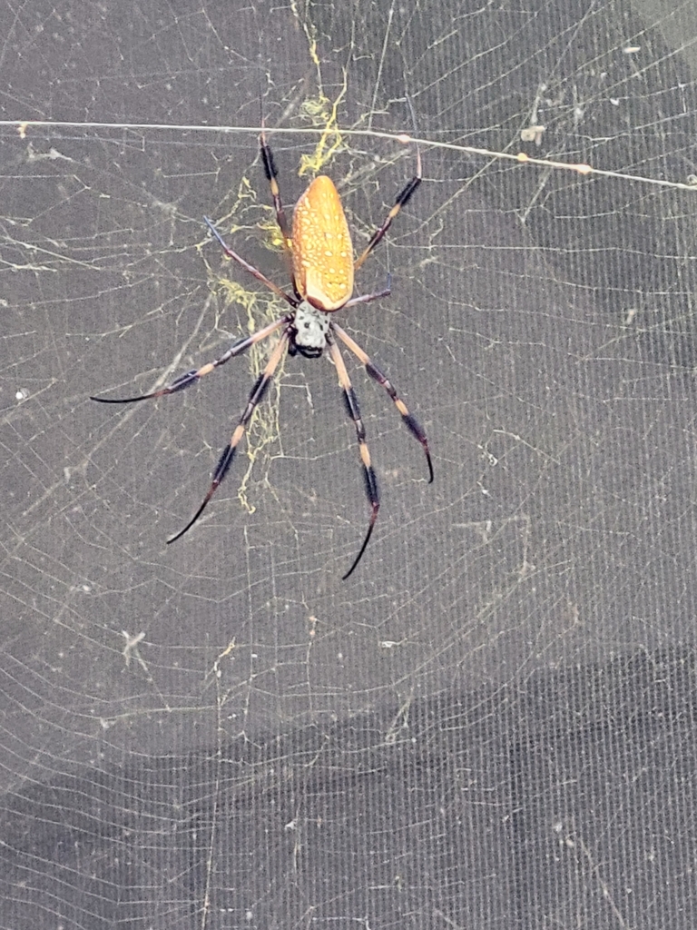 Golden Silk Spider in September 2022 by csantana309 · iNaturalist