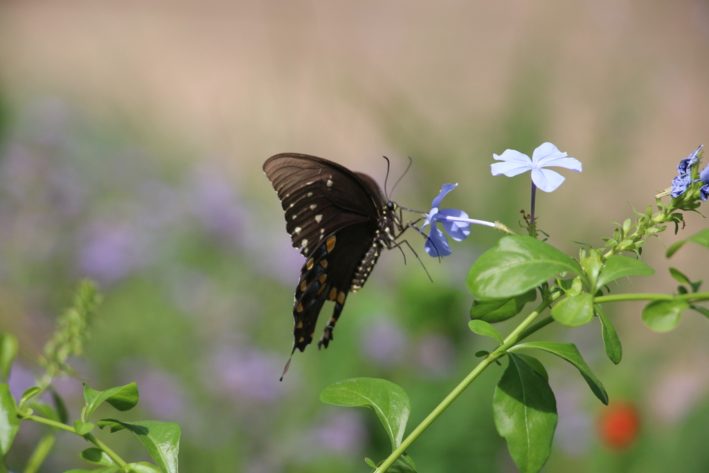 Spicebush Swallowtail from S Durrette Dr, Houston, TX 77024, USA on