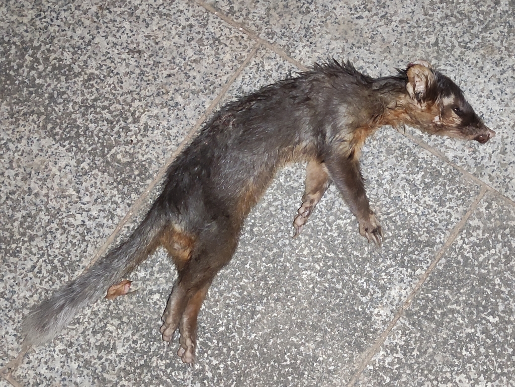 Smalltoothed Ferret Badger in October 2022 by 九天. Just Been Killed by