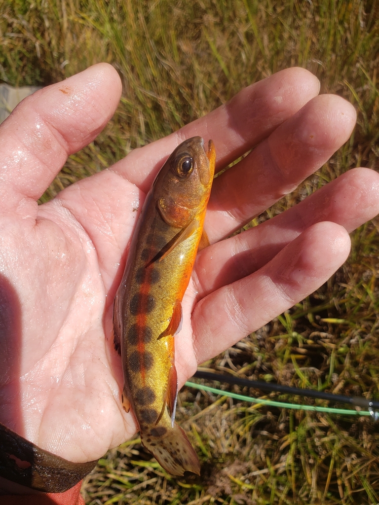 Golden Trout in October 2022 by Karli Rogers · iNaturalist