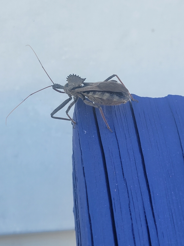 North American Wheel Bug from Saint Thomas on October 15, 2022 at 0557