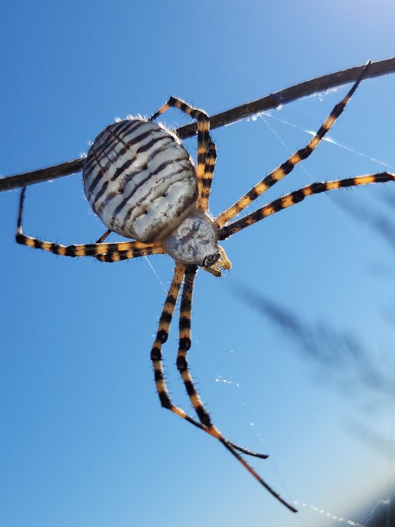 Banded Garden Spider from Blair Hills, Culver City, CA, USA on October