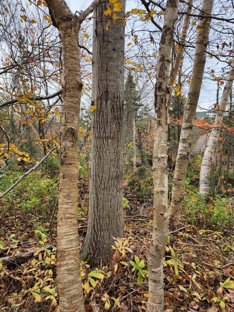 paper birch from MacDonald Residence, Grand Lake Road, NS B1M 1A6