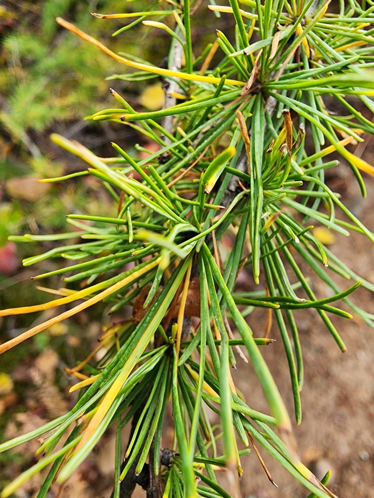 tamarack from MacDonald Residence, Grand Lake Road, NS B1M 1A6, Canada