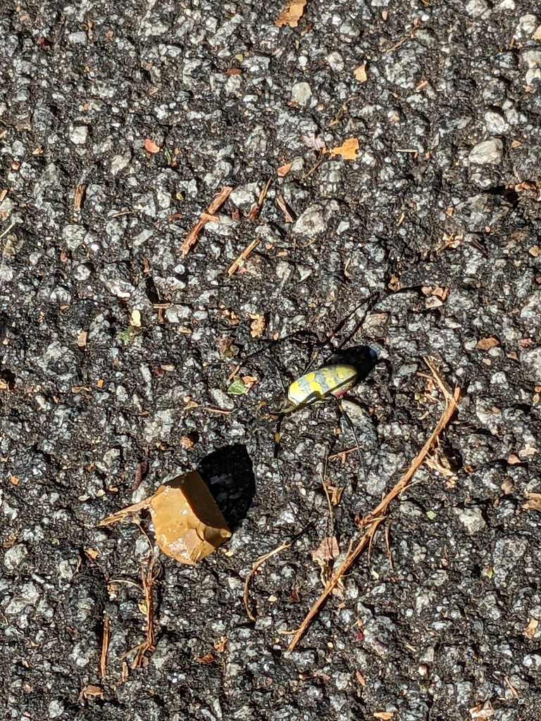 Joro Spider from 110 International Dr at Polo Club Apts, Athens, GA