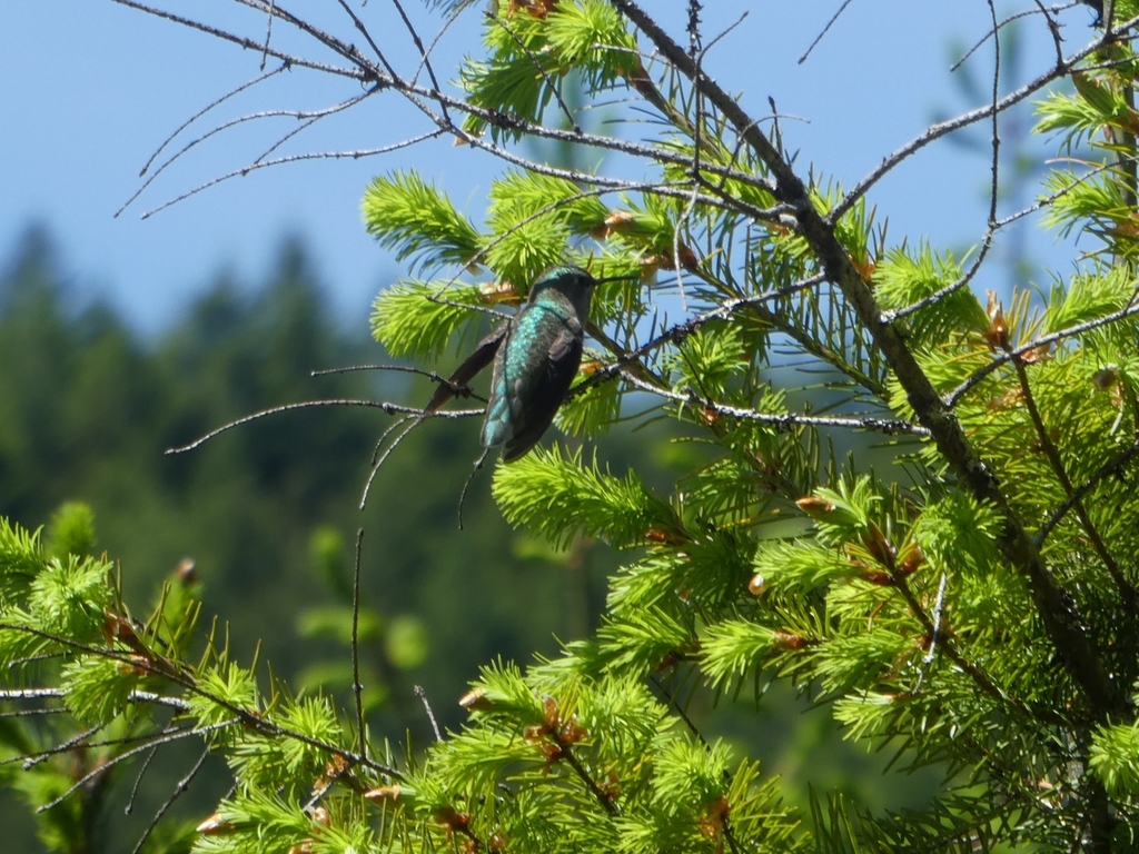 Calliope Hummingbird from Cumberland, BC V0R 1S0, Canada on May 29