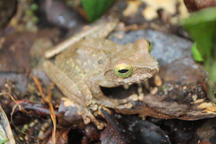 Genus Philautus · Natusfera