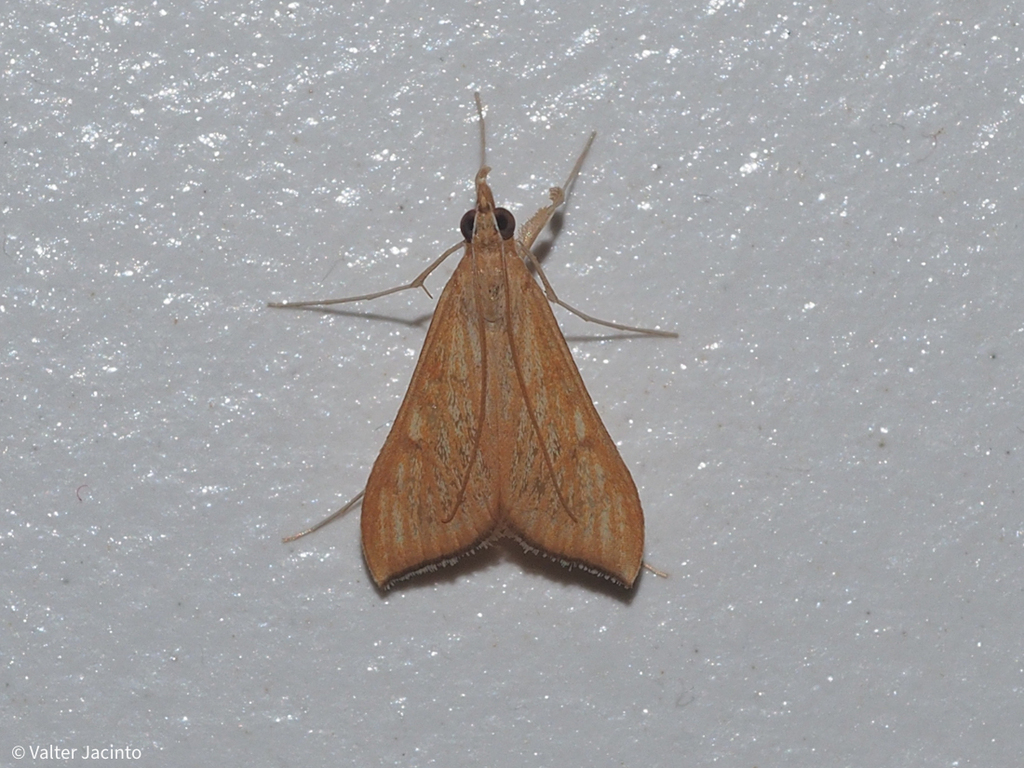 Sesame Leafroller from Faro, Portugal on November 02, 2022 at 0742 PM